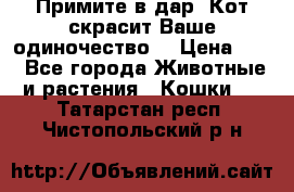 Примите в дар. Кот скрасит Ваше одиночество. › Цена ­ 0 - Все города Животные и растения » Кошки   . Татарстан респ.,Чистопольский р-н